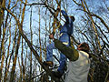 un parapente dans les arbres