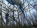 autun  parapente dans les arbres